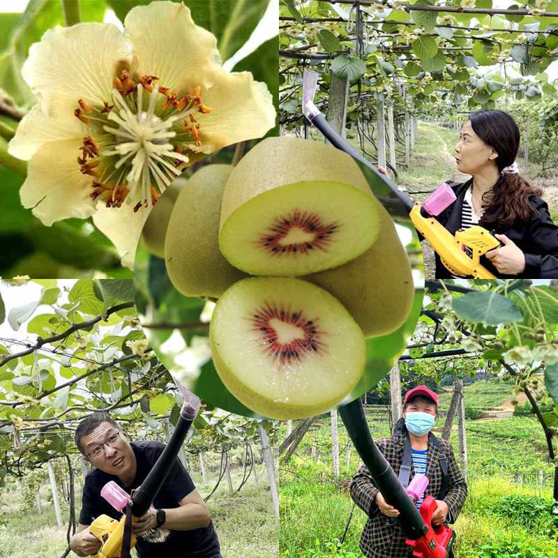 Zespri SunGold Kiwifruit flower pollination