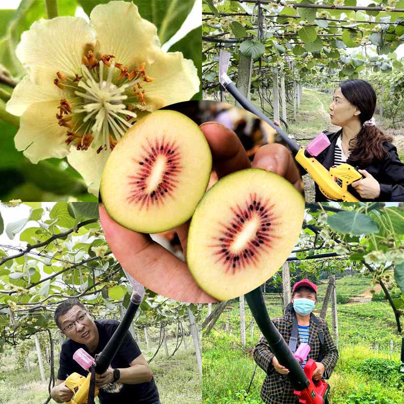 四川蒲江猕猴桃花粉授粉照片