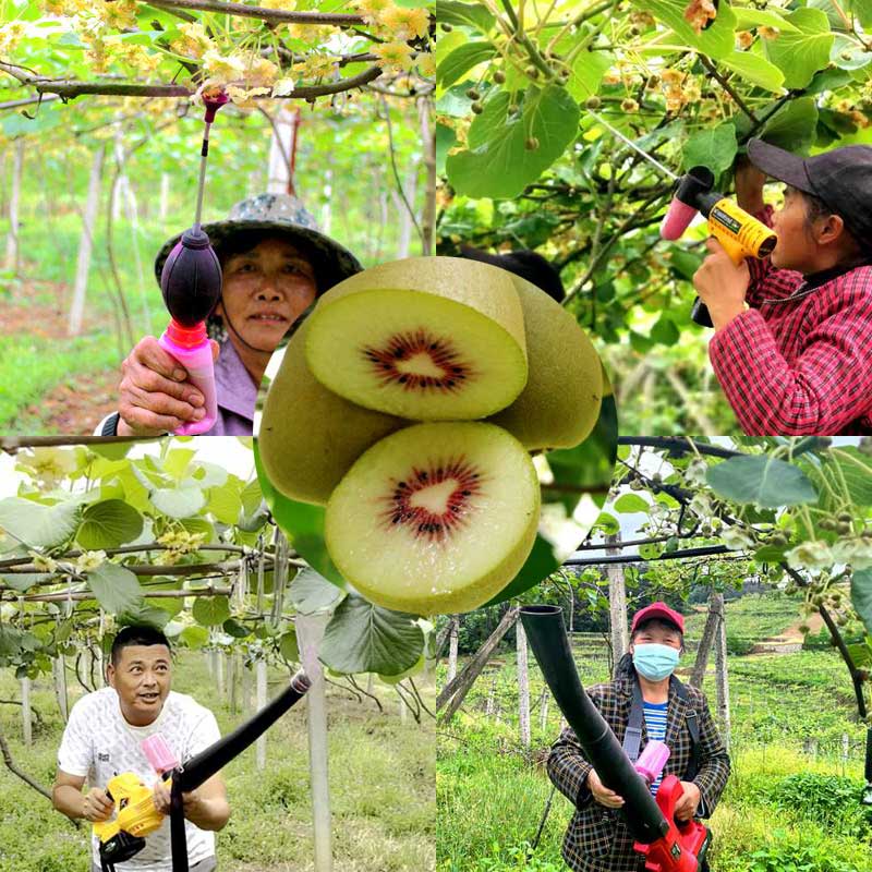 使用猕猴桃电动鼓风式授粉机给猕猴桃授粉