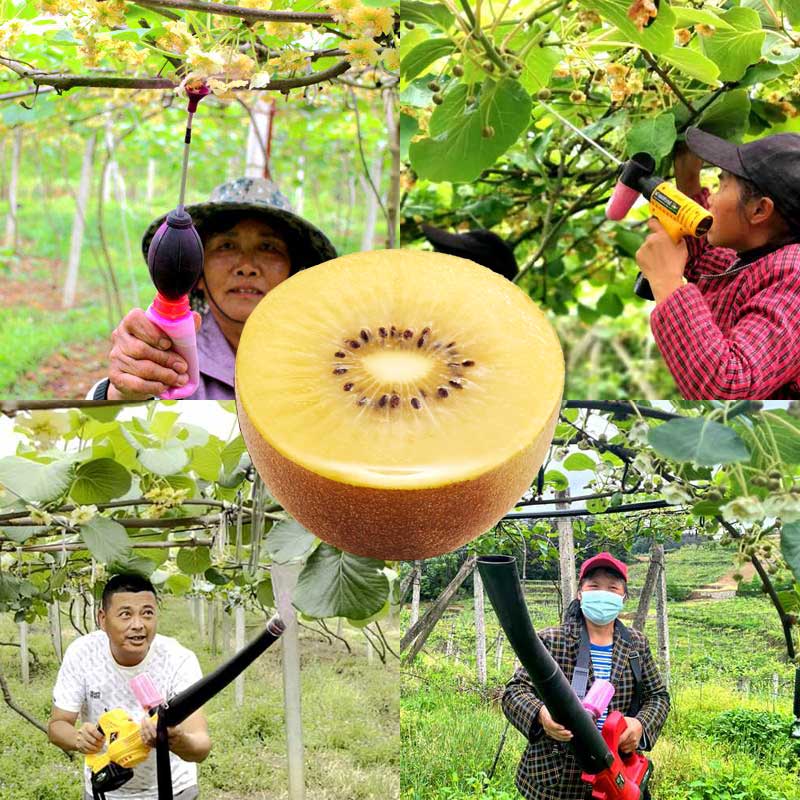 使用猕猴桃电动鼓风式授粉机给猕猴桃授粉