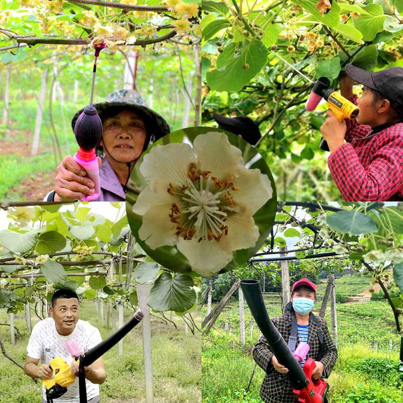 猕猴桃花粉授粉过程