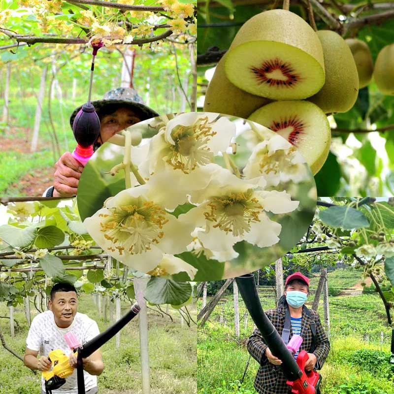 Kiwi pollination equipment