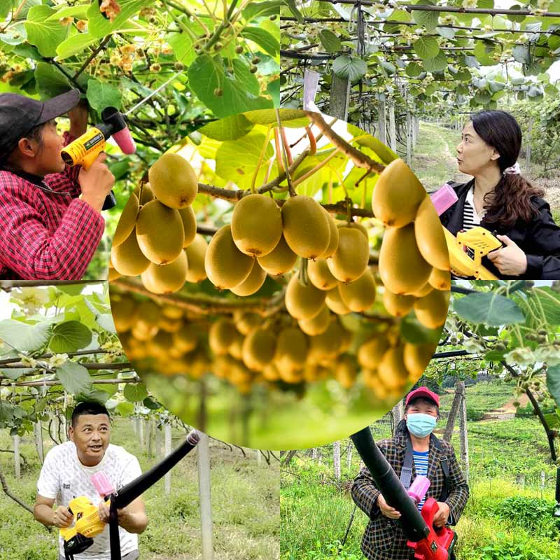 kiwi blossoms that have completed pollination