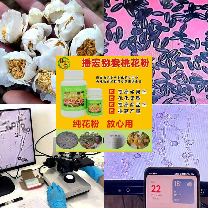 贵州播宏猕猴桃花粉