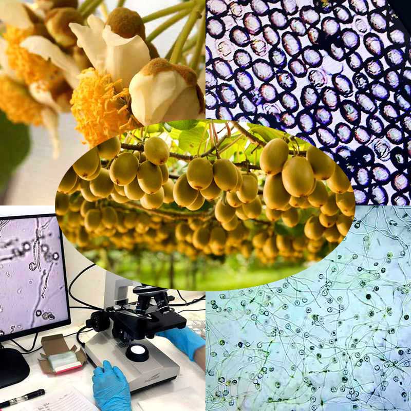 采用高活性猕猴桃花粉授粉的高产猕猴桃果园