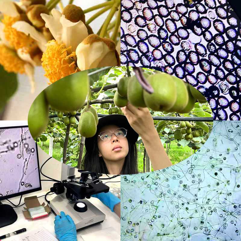 采用高活性猕猴桃花粉授粉的高产猕猴桃果园