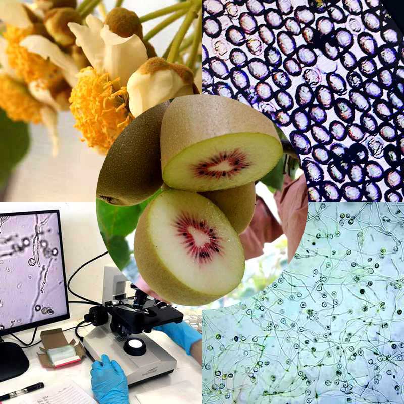 kiwifruit pollen price