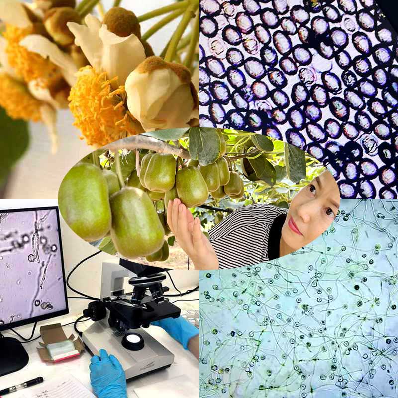 High yield kiwifruit orchard pollinated with highly active kiwifruit pollen