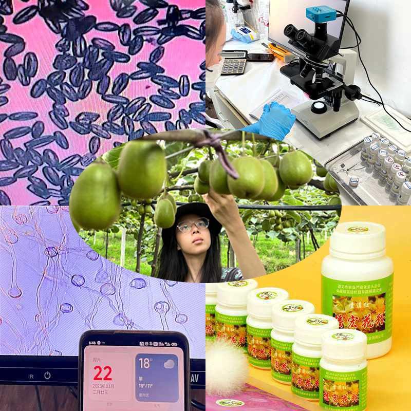 High yield kiwifruit orchard pollinated with highly active kiwifruit pollen High yield kiwifruit orchard pollinated with highly active kiwifruit pollen