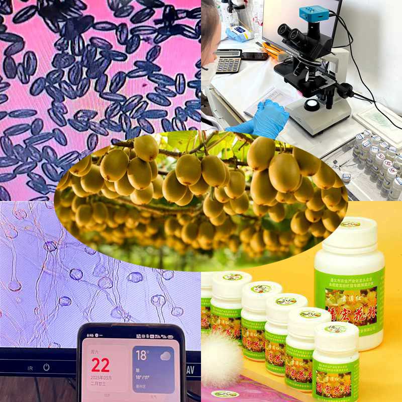 High yield kiwifruit orchard pollinated with highly active kiwifruit pollen