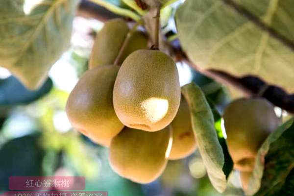 湖南张家界桑植县成功举办首届有机猕猴桃采摘节