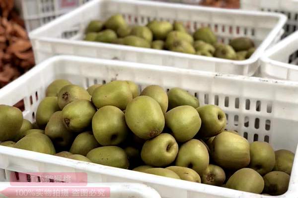 湖南旭翔农业开发有限公司的猕猴桃种植基地位于金竹山镇坪塘居委会