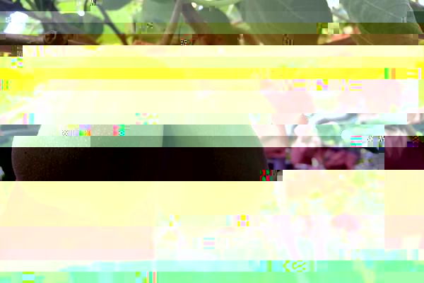 有机猕猴桃