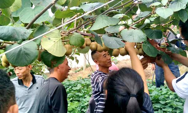 记者走进位于贵州省黔东南州三穗县滚马乡苗鸟村的猕猴桃种植基地里