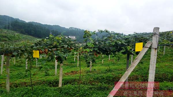 “海状元”杯状元名品有机猕猴桃大赛在山东淄博源泉镇启动