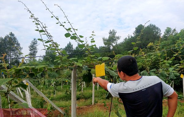 贵州猕猴桃种植果园