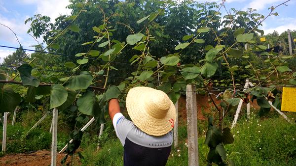 四川蒲江的鲜农纷享把红心猕猴桃卖到了新加坡