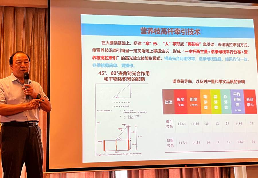 猕猴桃营养枝牵引技术