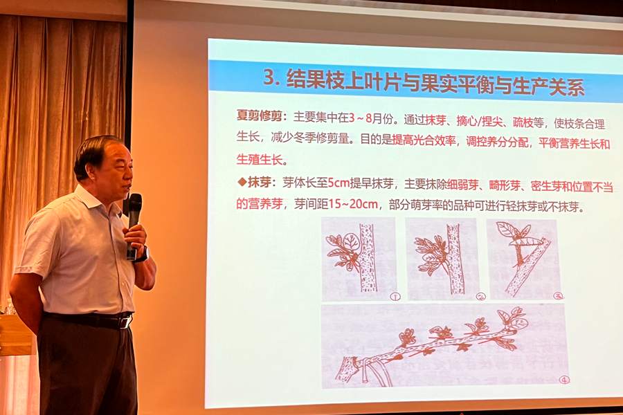 猕猴桃营养生长和生殖生长关系