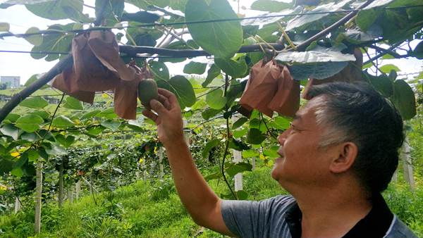2019年新建的贵州有机红心猕猴桃已经开始投产了