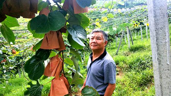 浙江魅力金果g9猕猴桃种苗繁育基地的业主品质优演讲配方施肥在生产和发展