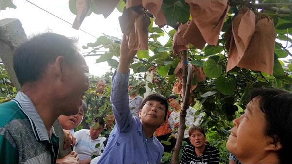 云南临沧猕猴桃种植面积达到了200亩