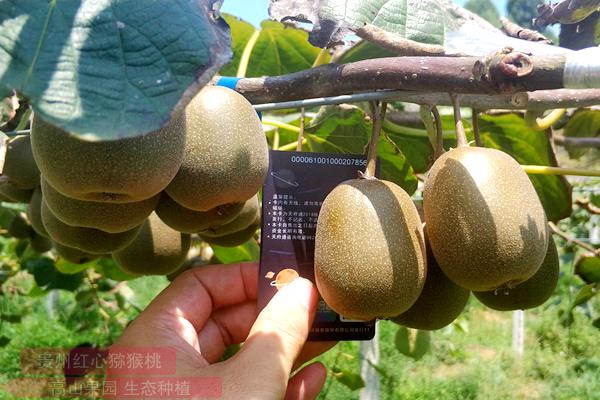 贵州朋友送来了自家种植的东红猕猴桃