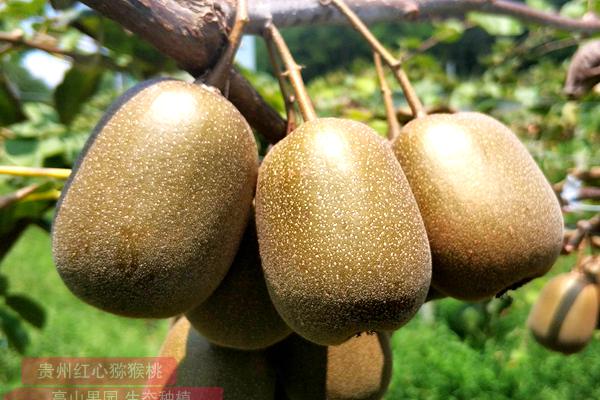 就成为蒲江县的第一批东红猕猴桃种植户