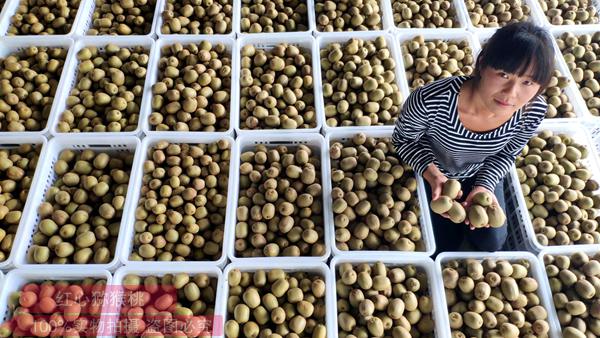 湖南美味佳瑶农业科技股份有限公司收到贵州客户购买2000株黄肉猕猴桃的订单