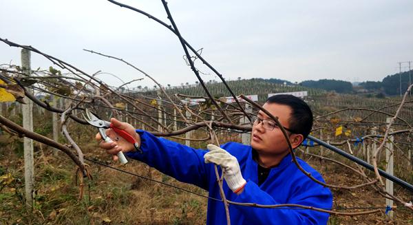 中国红十字会猕猴桃的冬季修剪视频第一县