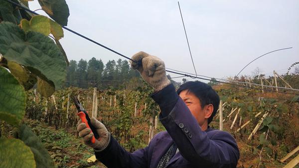 冬季猕猴桃修剪时候想到的几个问题 陕西杨幸福原创
