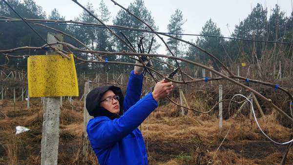 贵州铜仁和凯里于2019年成立了红心猕猴桃标准化种植基地