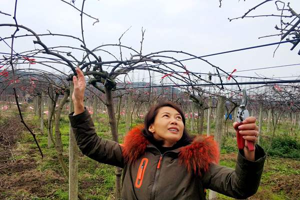 Bees pollinate the female flowers of kiwi fruit
