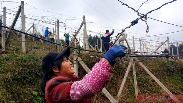 陕西眉县一名网友分享的种植猕猴桃心路历程