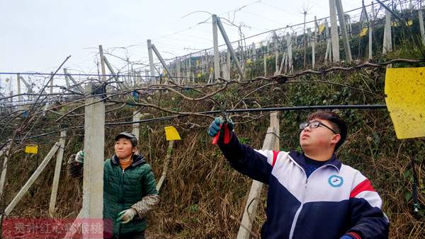 贵州贵阳的种植者告诉记者生产的东红猕猴桃品质好