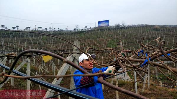 广东种植东红猕猴桃苗木亩产量多少斤贮藏期怎么延长四川成都