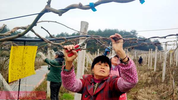 今年贵州遵义实行东红猕猴桃花粉优质穗条统供奇异果