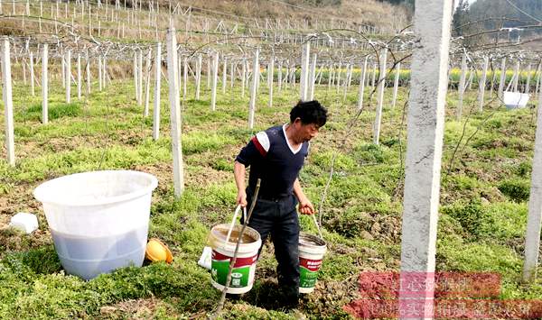 贵州遵义播宏公司新建两百亩的有机红心猕猴桃花粉基地