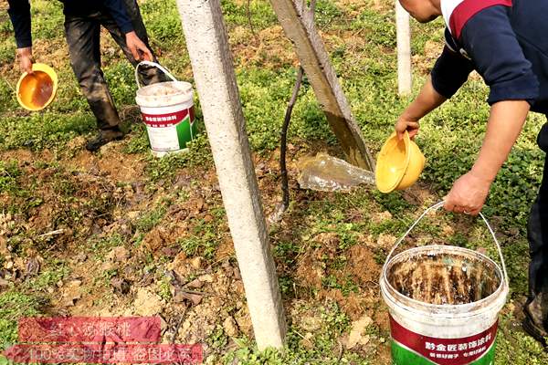 四川和贵州都是有机猕猴桃花粉示范基地批发供应