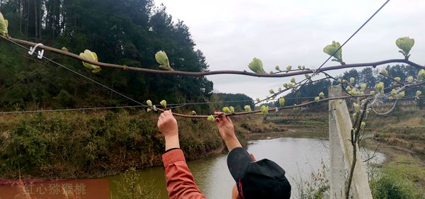 以公司农户的形式成立了贵州遵义山高红东红猕猴桃产销专业合作社