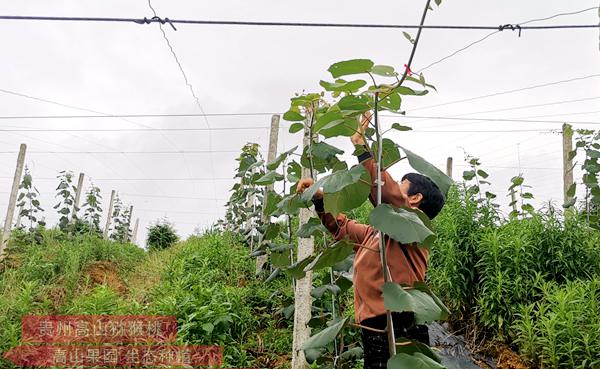 湖南永顺县猕猴桃产业发展现状与对策