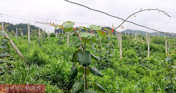 浦江红心猕猴桃种植条件更多的“地方标准”