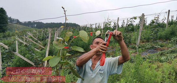 陕西宝鸡扶风县万亩猕猴桃示范基地计划建成产销供应为一体的农业产业化龙头基地