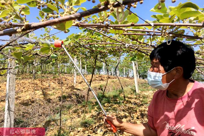 猕猴桃果园打药 猕猴桃果园打药