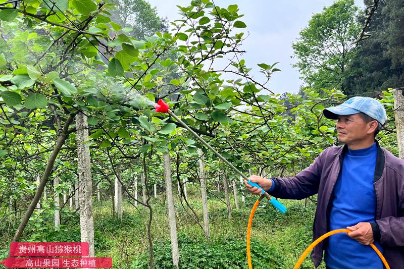 猕猴桃果园打药 猕猴桃果园打药