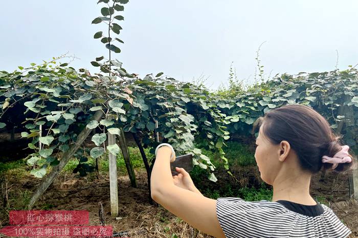 夏天的猕猴桃果园