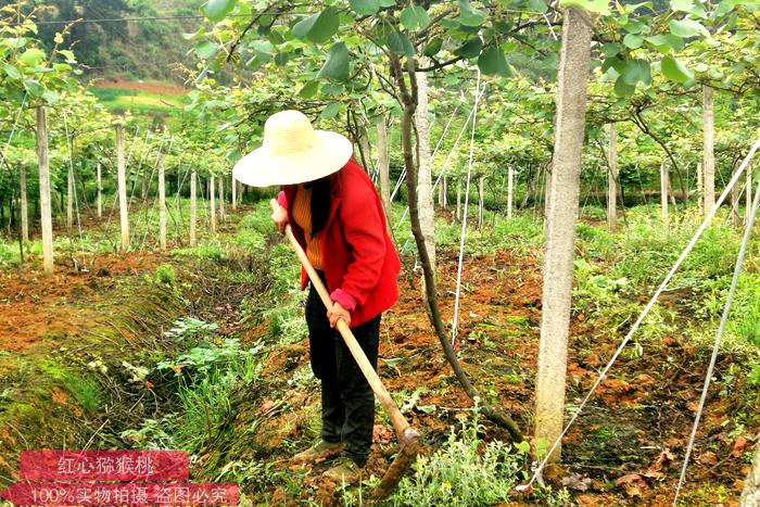 猕猴桃果园开沟 猕猴桃果园开沟