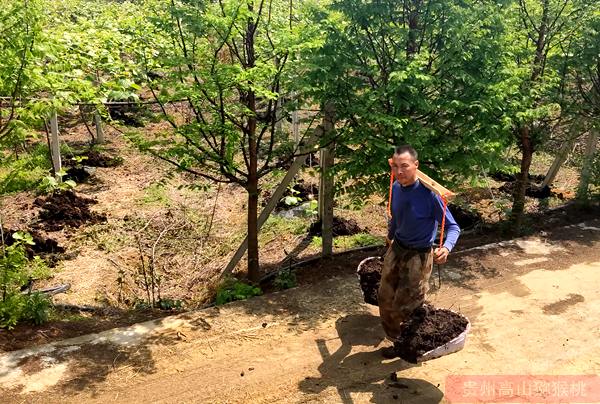 有机猕猴桃施肥