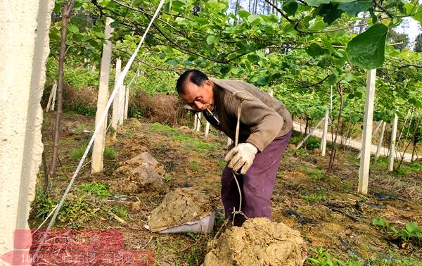贵州有机猕猴桃树苗什么时候可以种植成活率最高
