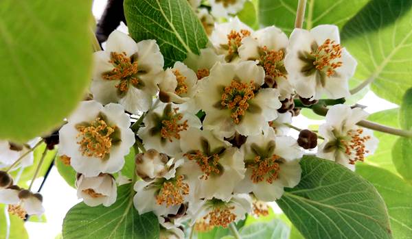 2019年贵州遵义播州区播宏公司花粉厂的建立 解决贵州猕猴桃发展的瓶颈问题